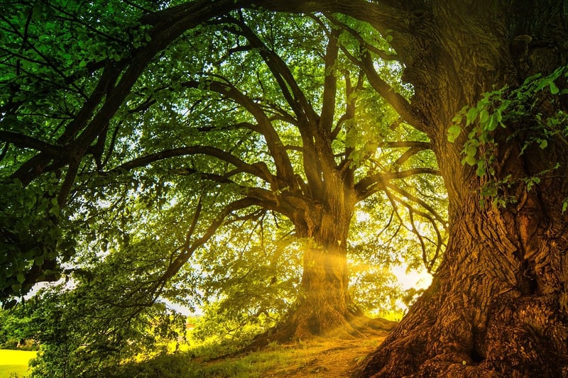 Enchanted Experiences