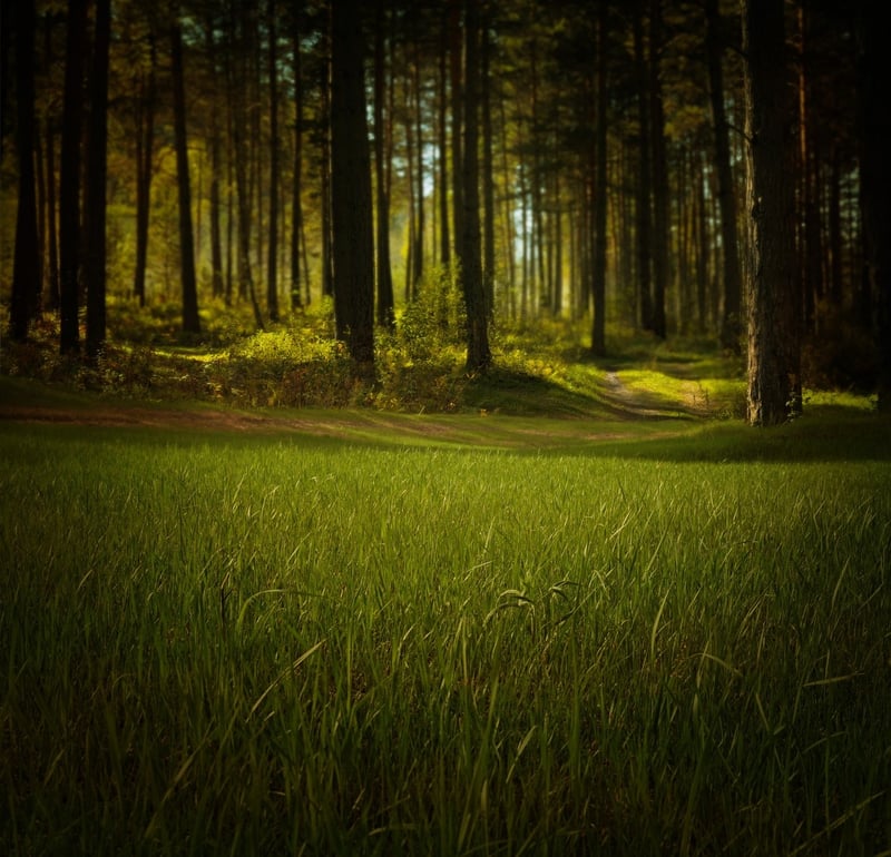 Tranquil Surroundings