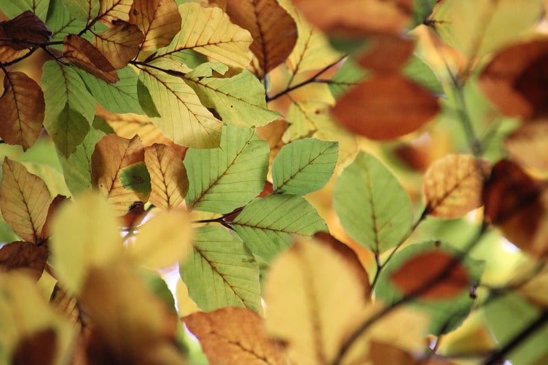 Tree Canopy Dining
