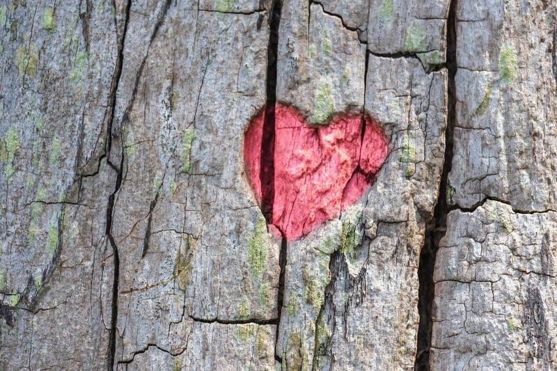 Bark texture