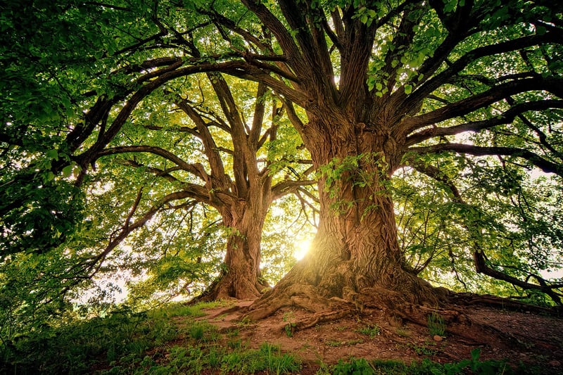 Tree Canopy Dining